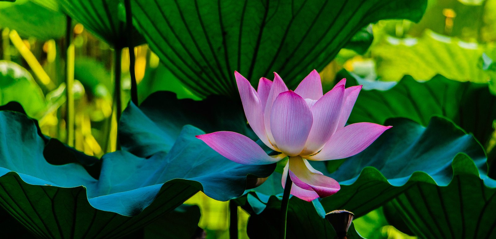 Tao of Leadership — Learning in action